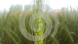 Closeup view of barley spikelets or rye in barley field