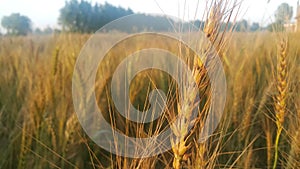 Closeup view of barley spikelets or rye in barley field