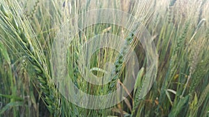 Closeup view of barley spikelets or rye in barley field