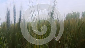 Closeup view of barley spikelets or rye in barley field