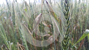 Closeup view of barley spikelets or rye in barley field