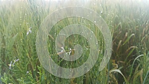 Closeup view of barley spikelets or rye in barley field