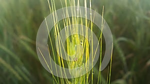 Closeup view of barley spikelets or rye in barley field