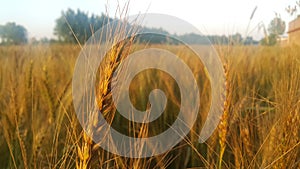 Closeup view of barley spikelets or rye in barley field