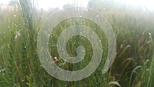 Closeup view of barley spikelets or rye in barley field