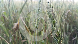 Closeup view of barley spikelets or rye in barley field