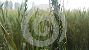 Closeup view of barley spikelets or rye in barley field