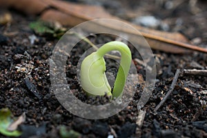 Closeup view of bean sprout germination