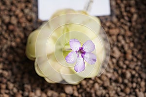 Mexican butterwort \