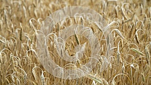 Closeup view of a beautiful abundant golden wheat field