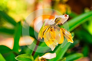 Closeup view of beautiful blooming lady\'s slipper orchid flower