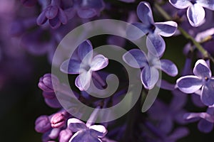 Closeup view of beautiful blooming lilac shrub