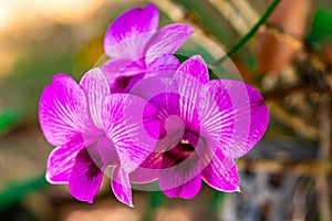Closeup view of beautiful blooming madame orchid flowers