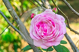 Closeup view of beautiful blooming pink rose flower