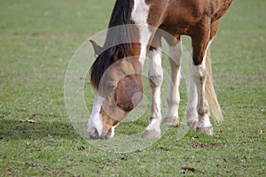 Closeup view of Beautiful brown pinto horse eating grass