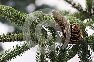 Closeup view of beautiful coniferous tree branch with cones on blurred background