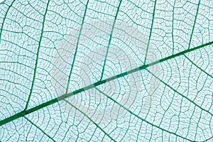 Closeup view of beautiful decorative leaf