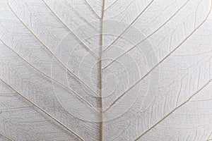 Closeup view of beautiful decorative leaf