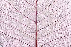Closeup view of beautiful decorative leaf