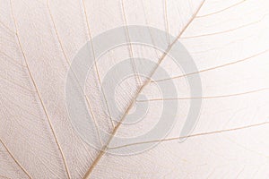 Closeup view of beautiful decorative leaf