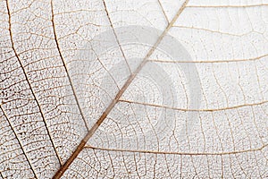 Beautiful decorative skeleton leaf