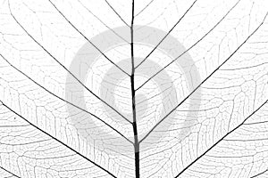 Beautiful decorative skeleton leaf