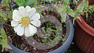 closeup view of beautiful flowers known as Zinnia