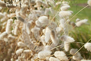 Closeup view of beautiful fluffy Hare\'s tail grass blooming flowers.