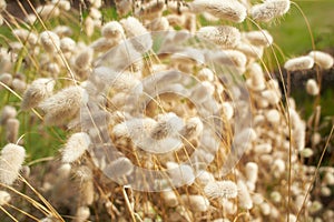 Closeup view of beautiful fluffy Hare\'s tail grass blooming flowers.