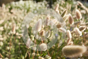 Closeup view of beautiful fluffy Hare\'s tail grass blooming flowers.