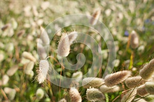 Closeup view of beautiful fluffy Hare\'s tail grass blooming flowers.