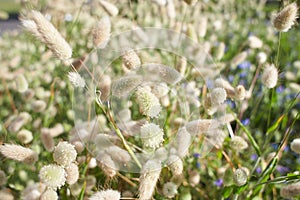 Closeup view of beautiful fluffy Hare\'s tail grass blooming flowers.