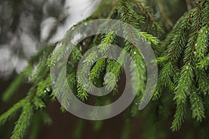 Closeup view of beautiful fresh green coniferous branch wet after summer rain