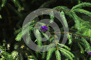 Closeup view of beautiful fresh green coniferous branch wet after summer rain