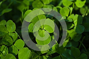 Closeup view of beautiful green clover leaves