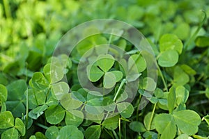 Closeup view of beautiful green clover leaves