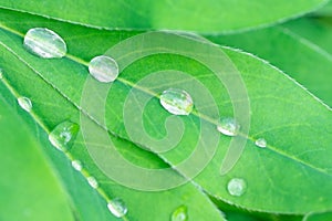 Closeup view of beautiful green leaf with dew drops