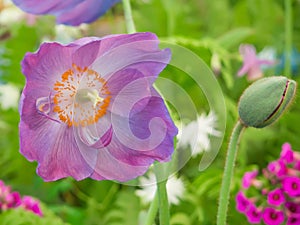 Beautiful Himalayan Blue Poppy Meconopsis flower and a bud in the garden against soft-focused variegated background.