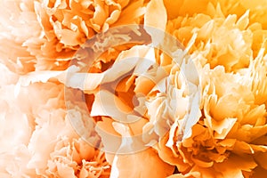 Closeup view of beautiful light orange peony flowers