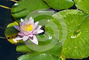 A closeup view of a beautiful Nymphaea Hollandia Water Lily