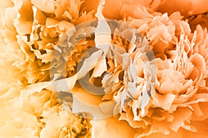 Closeup view of beautiful orange peony flowers