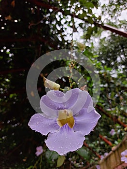 Closeup view of beautiful puple flower in