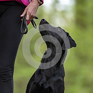 Closeup view of a beautiful purebred black labrador retriever dog sitting in a heel position