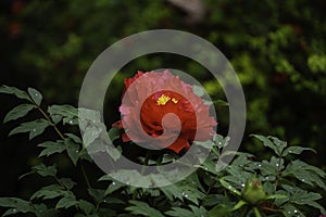 A closeup view of beautiful red peony flower