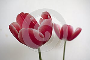 Closeup View of Beautiful Red Tulips