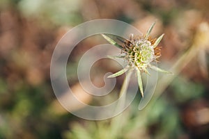 Closeup view of beautiful seed head of Scabiosa columbaria against a blurred background in the rays of the setting autumn sun photo