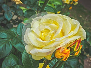 Closeup view of a beautiful yellow rose flower in the garden against soft-focused background.