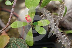 Closeup view of beautiful unidentified flowers