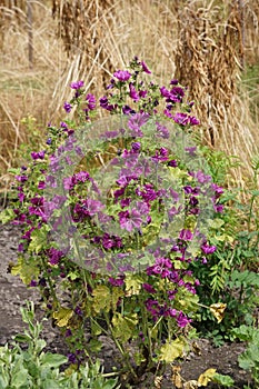 Closeup view of beautiful unidentified flowers