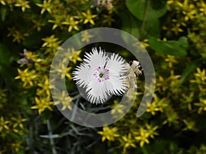 Closeup view of beautiful unidentified flowers